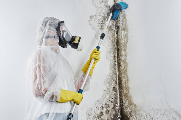 Professional Mold Removal & Remediation in East Grand Forks, MN