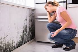 Best Mold Damage Restoration  in East Grand Forks, MN